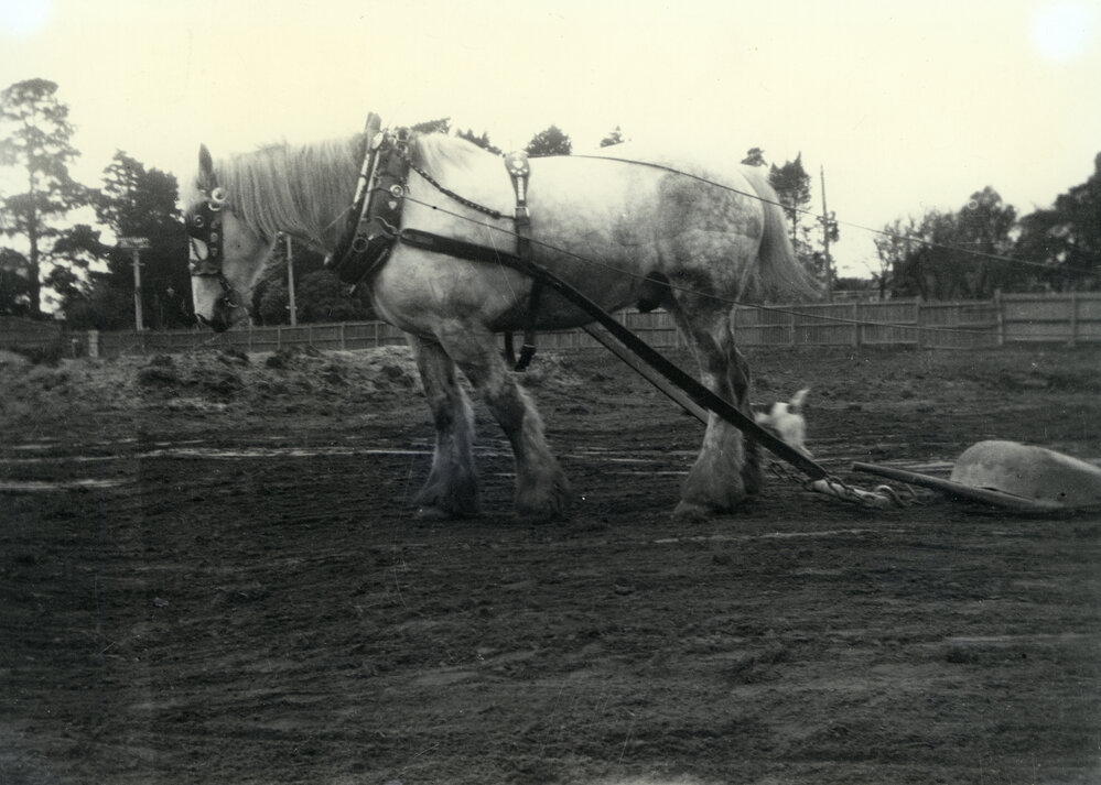 Draught horse used to level the new oval, 1926