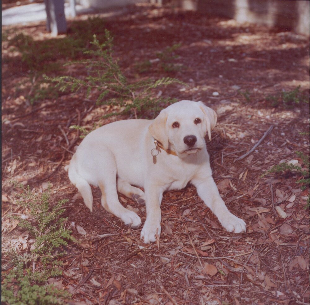 Lucy the Labrador, 1990s