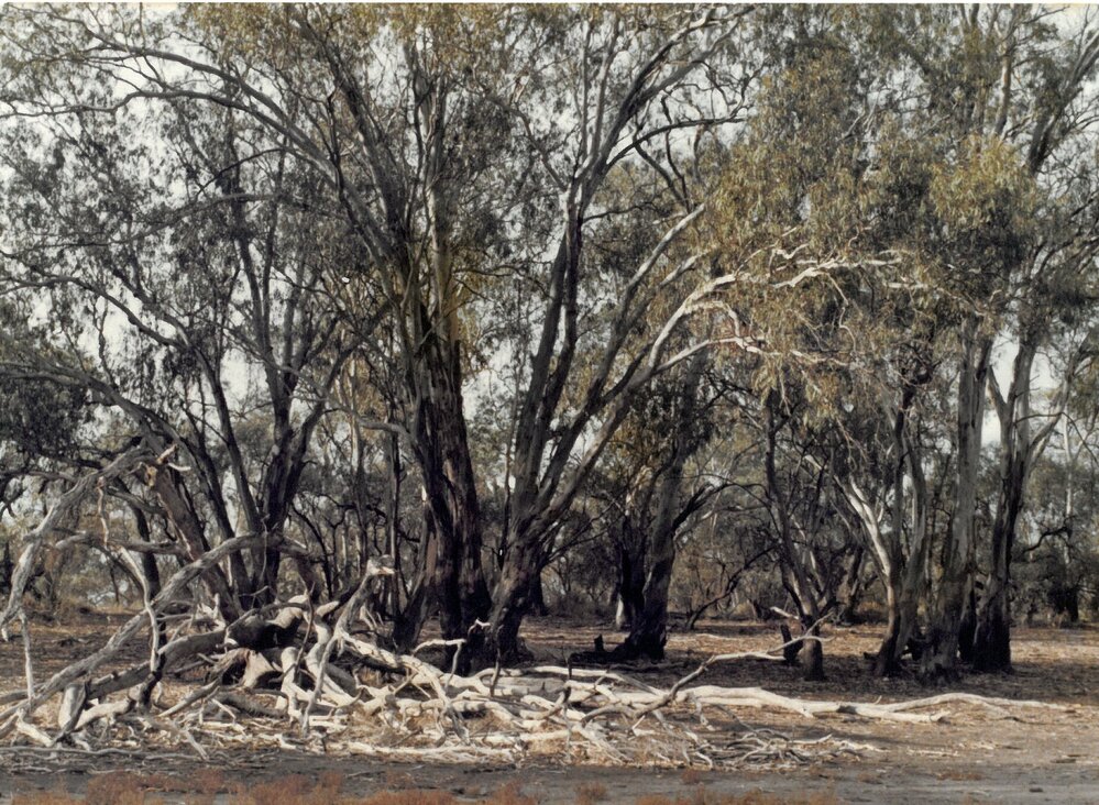 9C Camp deadwood between Lake Hattah and Lake Bulla March 1978