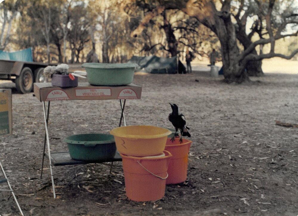 Magpie at 9C Hattah camp, 1978