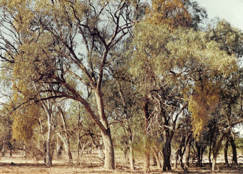 Eucalypt trees with mistletoe, 1978