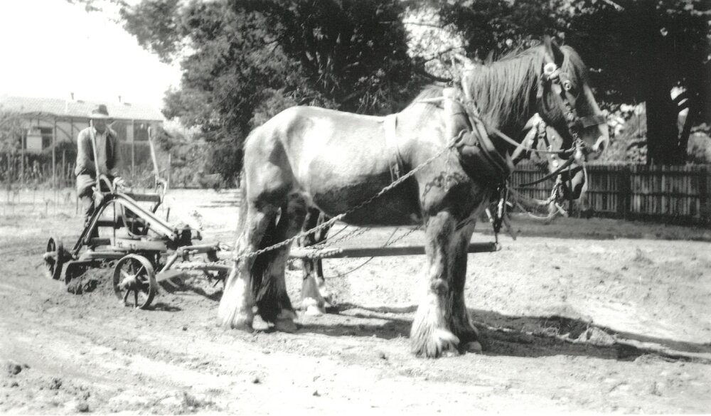 Draught horse ploughing the field, 1930s