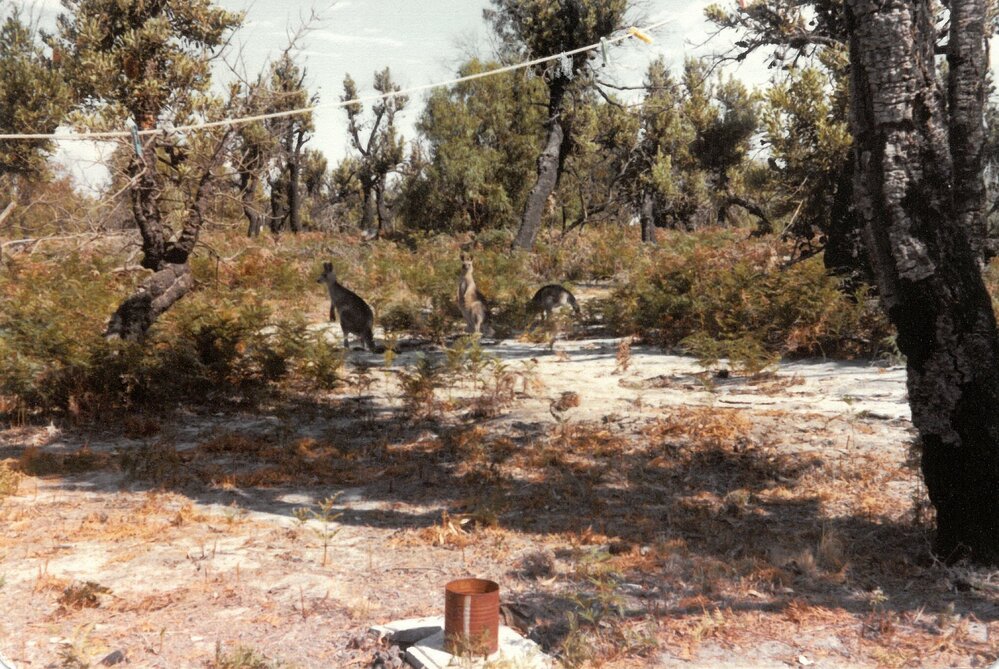 Toona bush scene with kangaroos, 1981