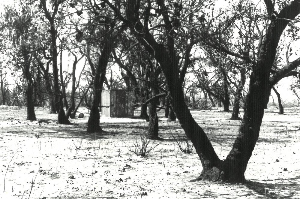 Toonallook after the fire, 1978