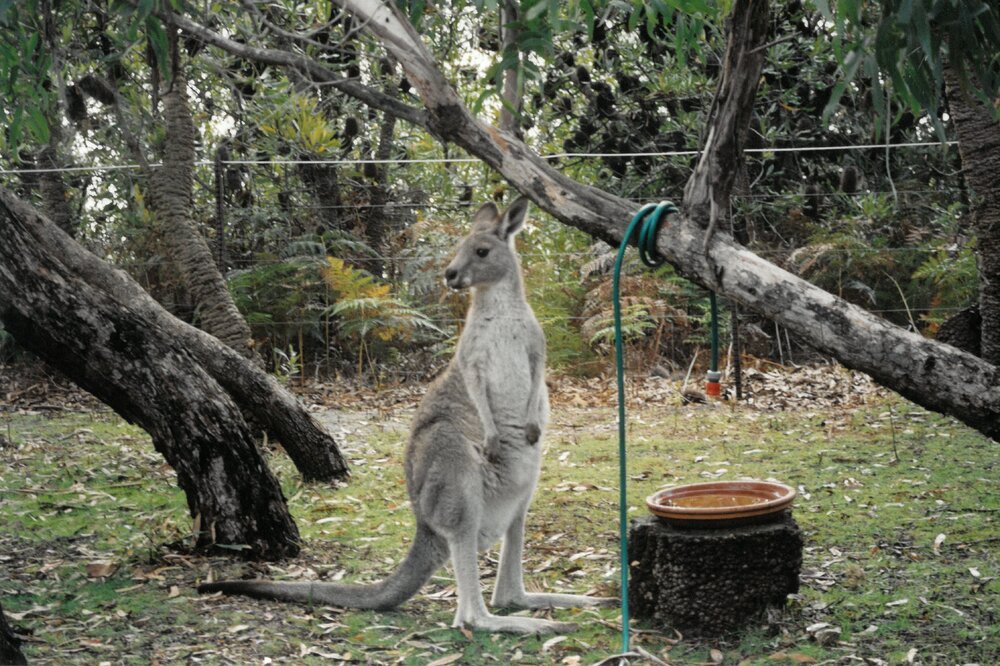 Kangaroo at Camp Toonallook, 2003