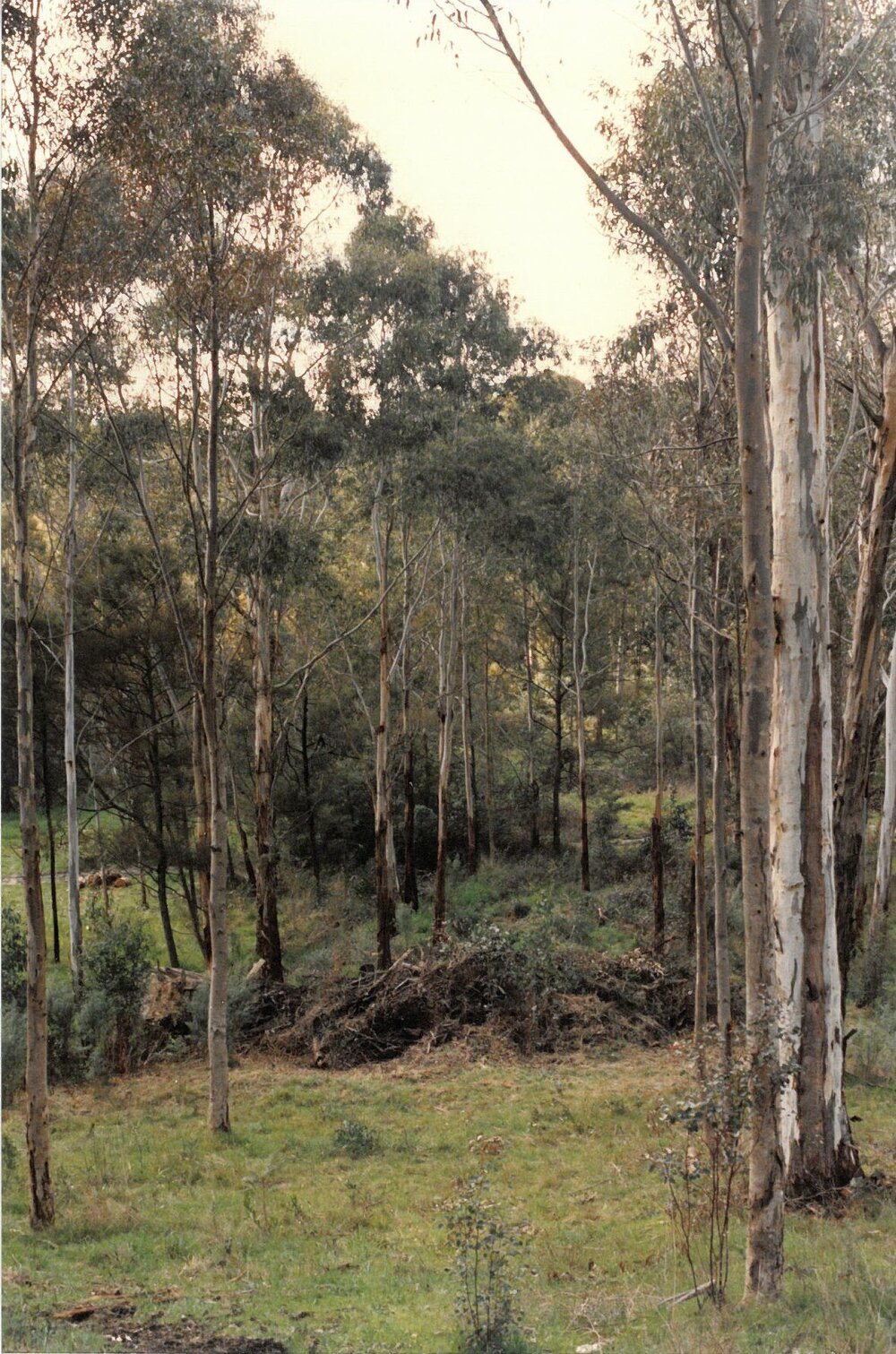 Donvale campus bush setting, 1989