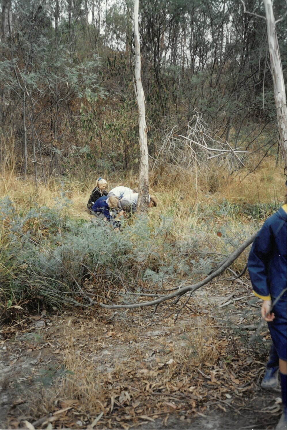 Donvale Wetlands Area, 1997