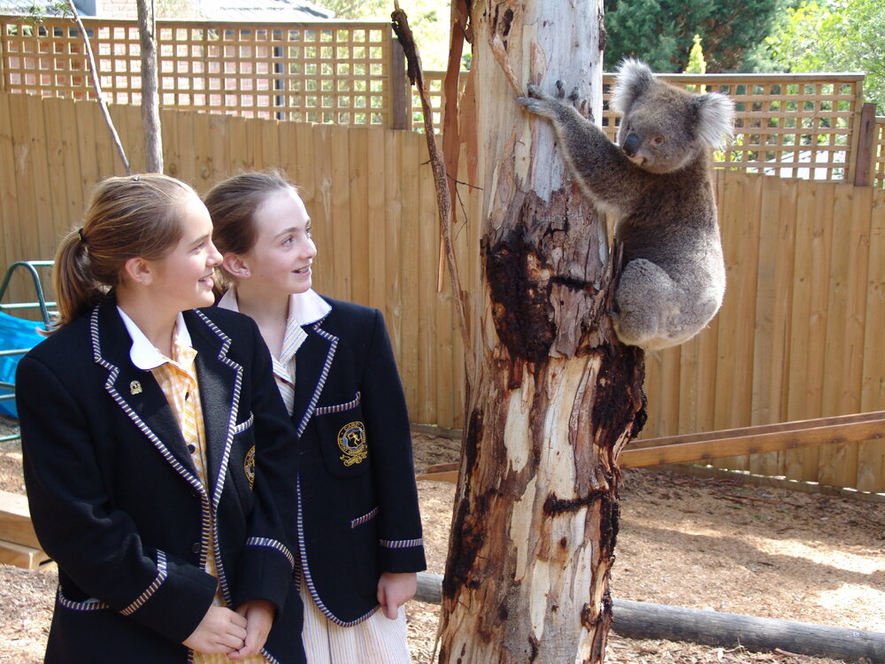 Koala sighting at Donvale Open Day, 2005