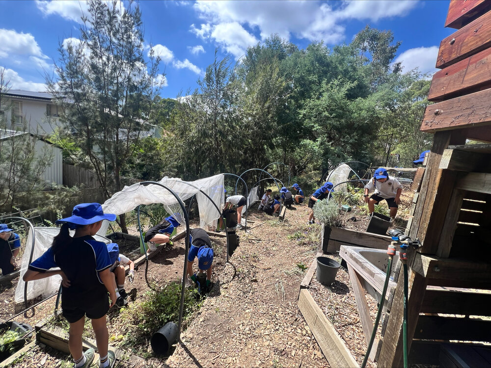 Donvale Year 4 enviro program, 2025