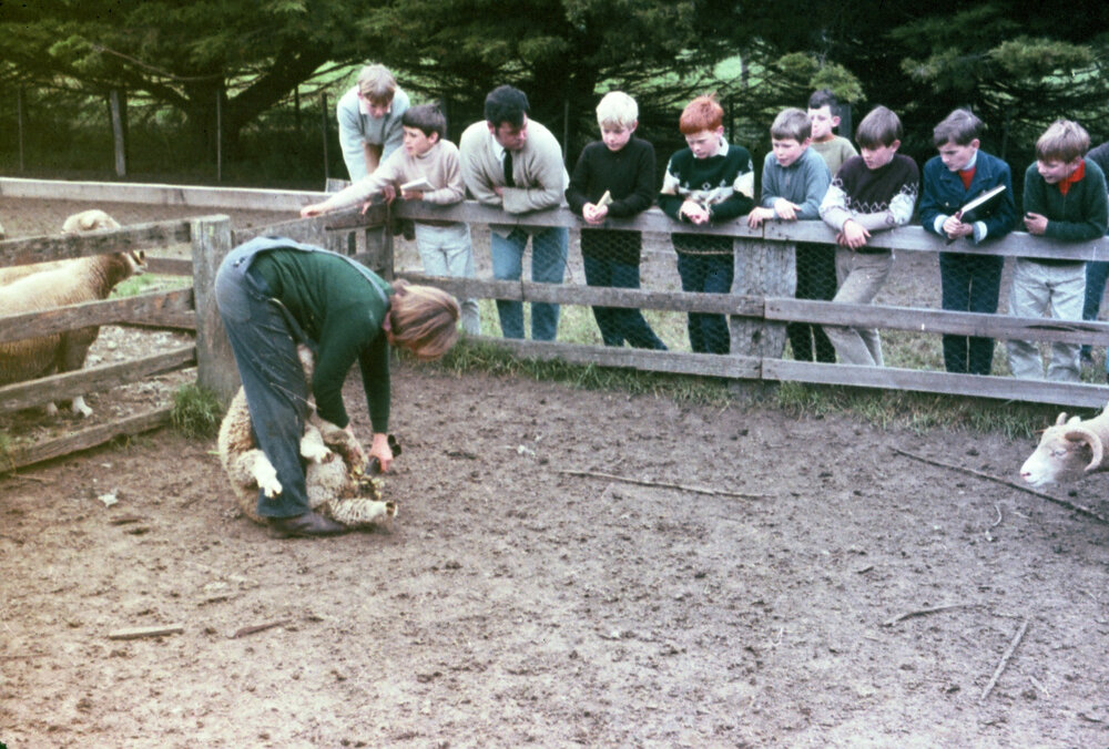 Shearing sheep on farm excursion, 1969