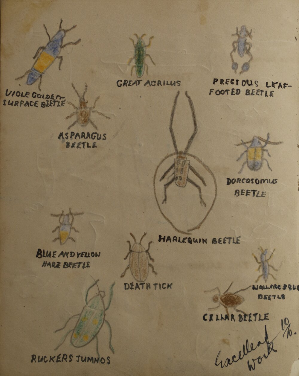 Rowan Webb's nature study book, c1930-32