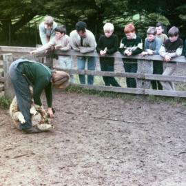 Shearing sheep on farm excursion, 1969
