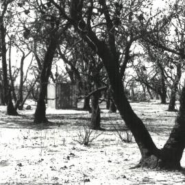 Toonallook after the fire, 1978
