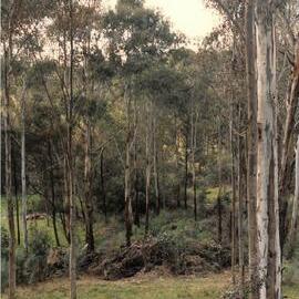 Donvale campus bush setting, 1989