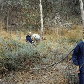 Donvale Wetlands Area, 1997