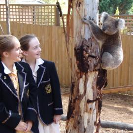 Koala sighting at Donvale Open Day, 2005