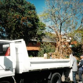 Bunjil the wedge-tailed eagle, 2004