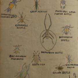 Rowan Webb's nature study book, c1930-32