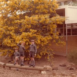 Junior School playground with wattle tree in background, 1975