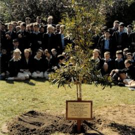 Bicentennial year tree, 1988