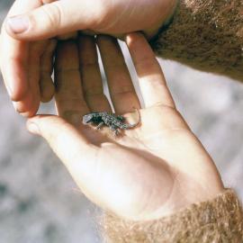 A little gecko, Sixth Form camp, 1965