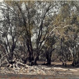 9C Camp deadwood between Lake Hattah and Lake Bulla March 1978