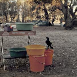 Magpie at 9C Hattah camp, 1978