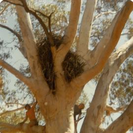 Huge nest, 1978