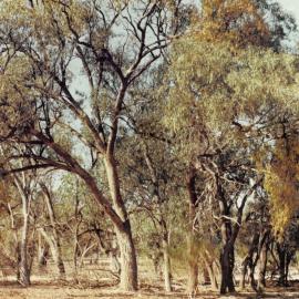 Eucalypt trees with mistletoe, 1978
