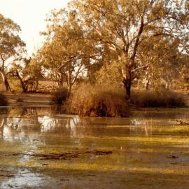 Lignite swamp Hattah camp, 1979