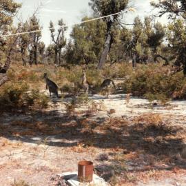 Toona bush scene with kangaroos, 1981